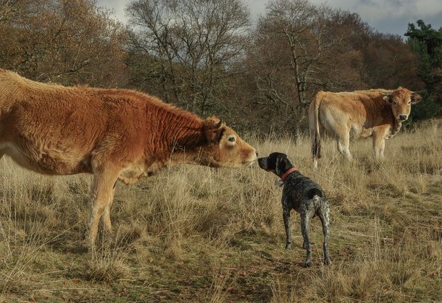 Curious Cow and Dog Interaction in an Autumn Field - Download Free Stock Photos Pikwizard.com