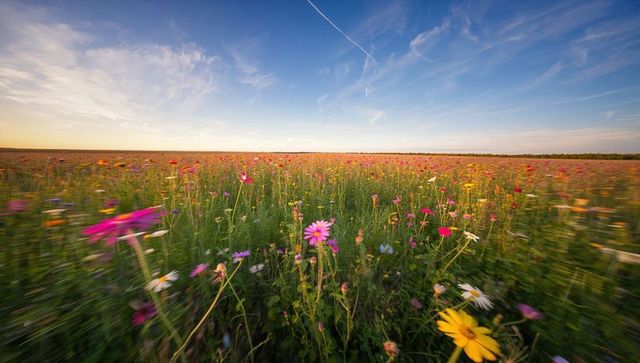 Vibrant wildflower meadow blooming and swaying toward horizon under vast blue sky