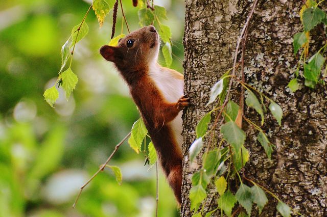 Curious Squirrel Clinging to Tree in Vibrant Green Forest - Download Free Stock Photos Pikwizard.com