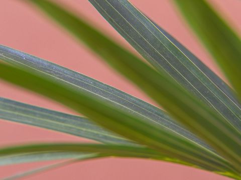 Abstract Composition of Green Palm Leaves on Pastel Pink Background