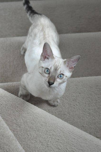 A Siamese cat with striking blue eyes is looking up while standing on carpeted stairs. Ideal for use in pet care blogs, cat adoption websites, home decor publications, or social media posts about pets. Its curious expression and plush surroundings convey a cozy, homely atmosphere.
