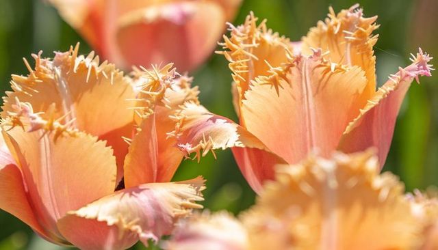Fringed peach coral tulips blooming closeup macro with soft bokeh sunlit summer texture