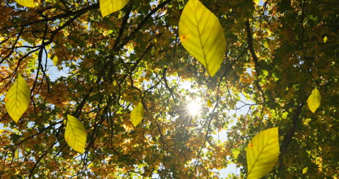 Sunlight Through Autumn Leaves in a Tranquil Forest Scene