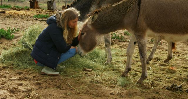 Woman Feeding Donkeys in Farm - Download Free Stock Images Pikwizard.com
