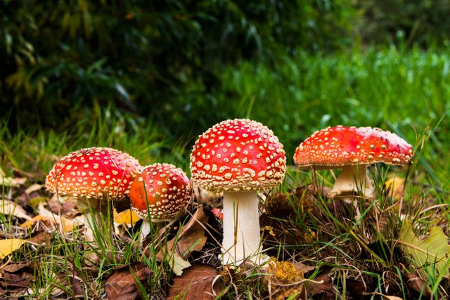 Fly Agaric Mushrooms in Forest Habitat - Download Free Stock Photos Pikwizard.com