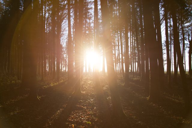 Sunlight streaming through forest trees at sunrise creates a tranquil and warming atmosphere. Ideal for use in promoting outdoor activities, hiking, nature conservation, and meditation or relaxation spaces. This image conveys peace, natural beauty, and the serene wonder of the early morning in the forest.