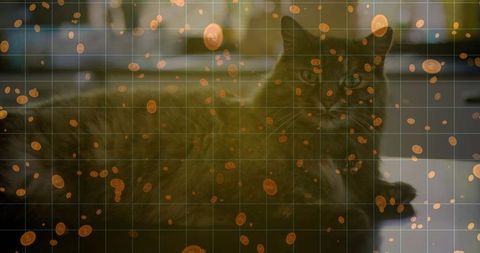 Long-Haired Cat Relaxing on Countertop with Digital Coin Art Overlay