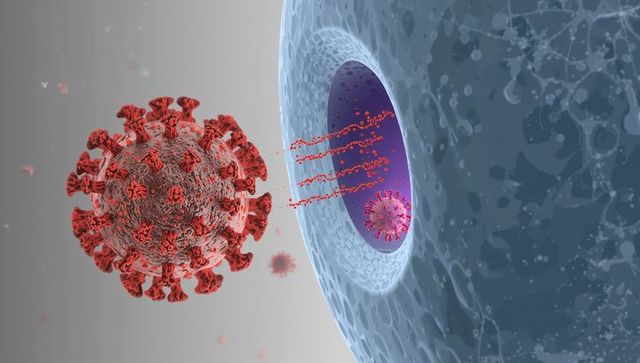 SARS-CoV-2 Spike Approaching Host Cell Pore Streaming RNA into Endosome
