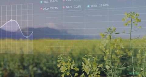 Digital Data Overlay on Rapeseed Farm Illustrating Agritech