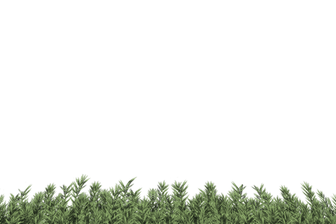 lush green fir branches on transparent background for christmas decoration - Download Free Stock Videos Pikwizard.com
