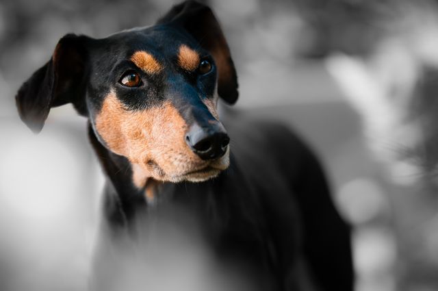 This represents a thoughtful Doberman Pinscher with black and brown fur using selective focus. great for pet portraits, animal behavior studies, or dog breed information. effectively used in advertisements, promotional material for veterinary services or pet adoption agencies.