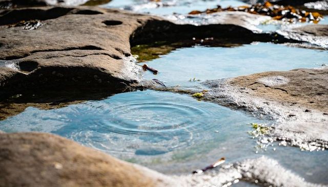Sunlit tide pool on rocky shore creating concentric ripples and seaweed reflections