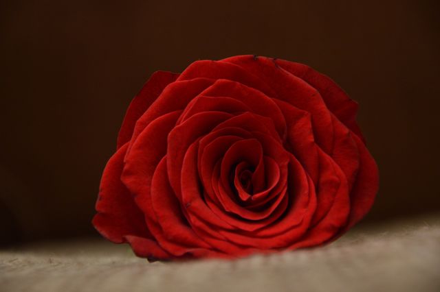 Red Rose - Download Free Stock Photos Pikwizard.com