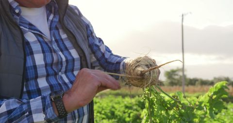Experienced Farmer Inspecting Root Vegetables in Field