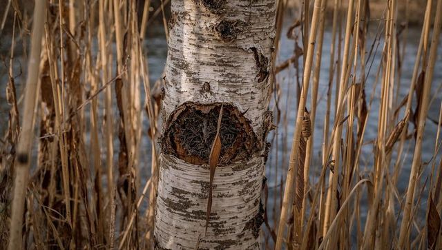 Birch trunk holding dried reed in knot at marsh edge with reeds and cattails