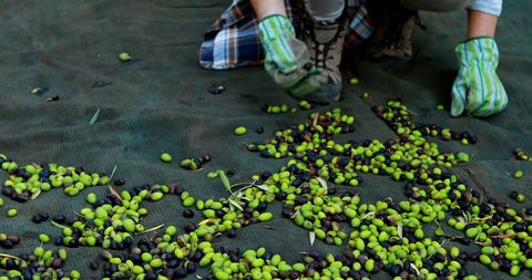Person sorting freshly harvested olives on a net with gloved hands