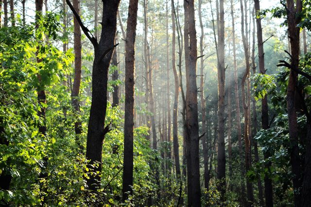 Sunlight Filtering Through Dense Forest - Download Free Stock Photos Pikwizard.com