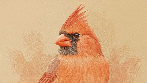 Vibrant Northern Cardinal Portrait on Speckled Backdrop