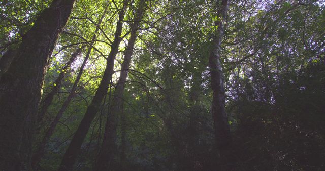 Dense Forest Canopy with Sunlight Filtering Through the Trees - Download Free Stock Images Pikwizard.com