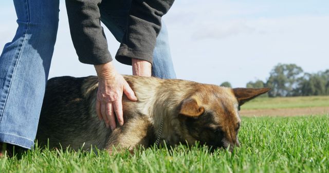 This image shows a person gently petting a dog with lush, green grass and a natural landscape in the background. It captures a tender moment, emphasizing the bond between humans and dogs. The picture is perfect for use in articles or advertisements related to pet care, animal training, outdoor activities with pets, or human-animal connections.