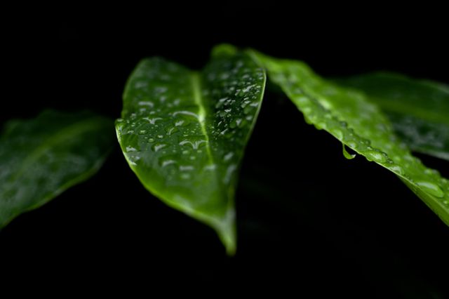 Close-up of green leaves with water droplets against a dark background, emphasizing the freshness and natural beauty. Ideal for environmental themes, nature magazines, botanical studies, gardening blogs, and relaxation or meditation materials highlighting nature's serenity.