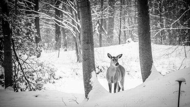 Deer Standing in Snowy Winter Forest - Download Free Stock Photos Pikwizard.com