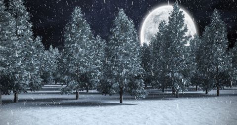 Snowy Winter Night with Moonlit Fir Trees