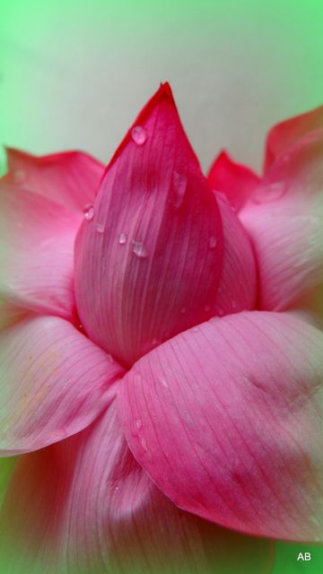 Close-up of Dew on Pink Lotus Flower Petals - Download Free Stock Photos Pikwizard.com