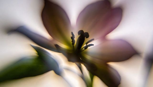 Macro blossom revealing delicate stigma and anthers backlit by pastel translucent bokeh
