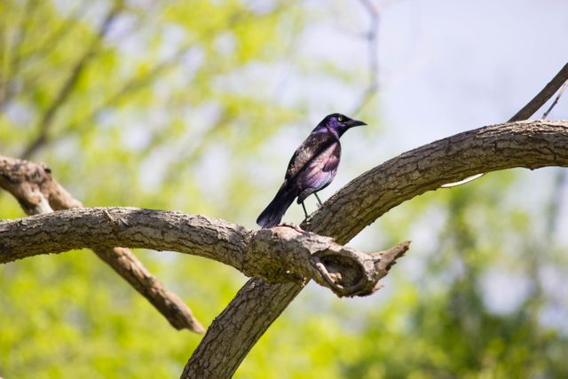 Purple and Black Feathered Bird Resting on Beige Wood Branches - Download Free Stock Photos Pikwizard.com