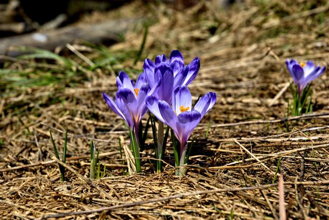 Perfect for natural setting promotions, gardening blogs, seasonal newsletters, and visual content for nature enthusiasts. Showcases the beauty of early spring flowers and the transition from winter.