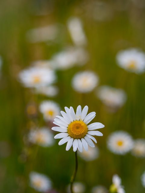 Single daisy stands out sharply against blurred green and white background. Great for nature, gardening, and floral themes. Perfect for spring and summer promotions, environmental campaigns, and wellness content.