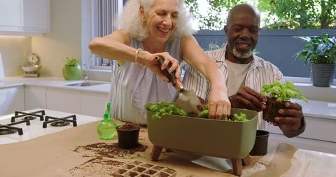 Senior couple planting basil in kitchen embracing green living