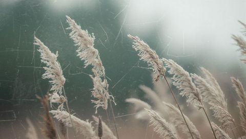 Feathery reed heads swaying in misty marsh meadow with delicate spiderweb filaments