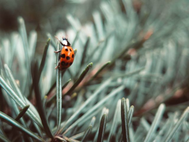 Ladybug climbing on an evergreen needle, capturing intricate details of both insect and plant. Suitable for nature-themed projects, educational content about insects, wildlife photography galleries, and environmental conservation material.