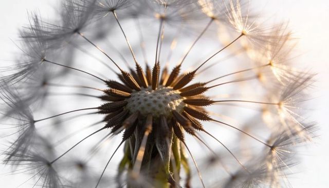Golden backlit dandelion seed head macro showing delicate pappus filaments and receptacle