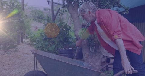 Senior Gardener Engaging in Activity with Wheelbarrow Outdoors