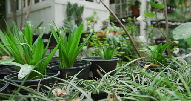A variety of young green plants growing in black pots near a greenhouse, showcasing fresh growth and vibrant foliage in a garden. Perfect for illustrating gardening activities, nature-focused content, plant care tips, or promoting gardening supplies and nurseries.