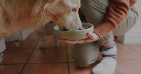 Golden retriever enjoying a meal at home with owner
