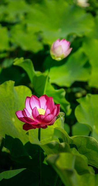 Vibrant, close-up image of a pink lotus flower blossoming among lush green leaves, ideal for nature-themed projects, botanical illustrations, gardening blogs, wellness and meditation websites, promoting the beauty of nature, or using in environmental education. Emphasizes tranquility, beauty, and the natural environment.