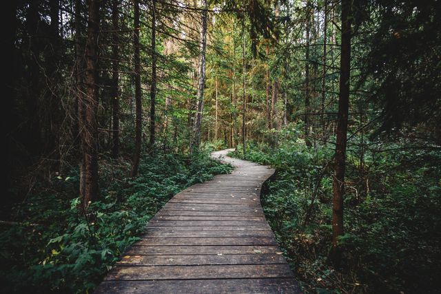 Winding Wooden Path Through Green Forest - Download Free Stock Photos Pikwizard.com