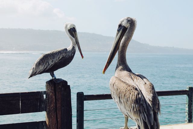 Two Brown Pelicans Perching on Wooden Pier by the Ocean - Download Free Stock Photos Pikwizard.com