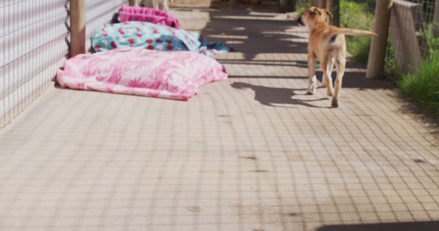 Dog walking on a sunlit lean-to patio with clean, colorful fabric bedding visible. Ideal for use in materials about pet care, animal shelters, canine behavior, or summertime activity with pets.