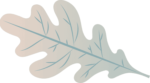 Stylized transparent oak leaf with gradient blush mint