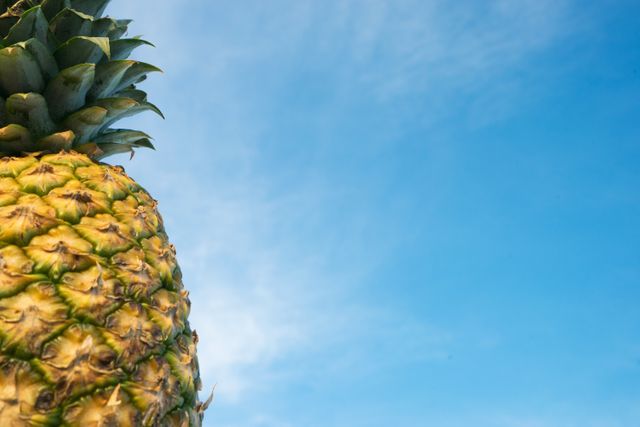 Close-Up of Pineapple Against Blue Sky - Download Free Stock Photos Pikwizard.com