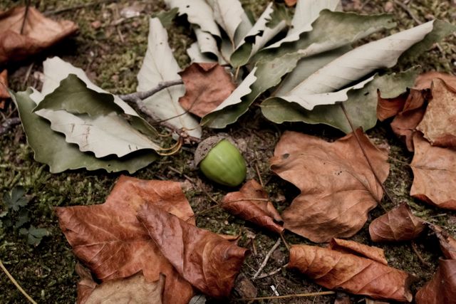 Fallen Autumn Leaves and Acorn on Forest Floor - Download Free Stock Photos Pikwizard.com