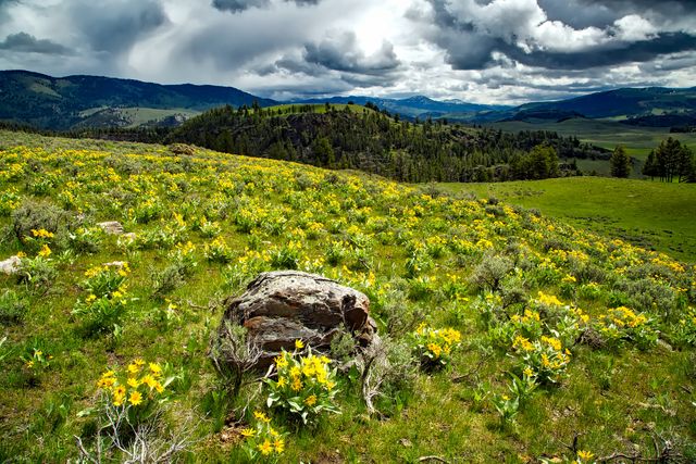 Colorful mountain valley with wild yellow flowers blooming in spring, under a moody sky with dramatic clouds. Ideal for use in nature, travel, and outdoor activity promotions. Perfect for backgrounds, desktops, and nature-themed presentations.