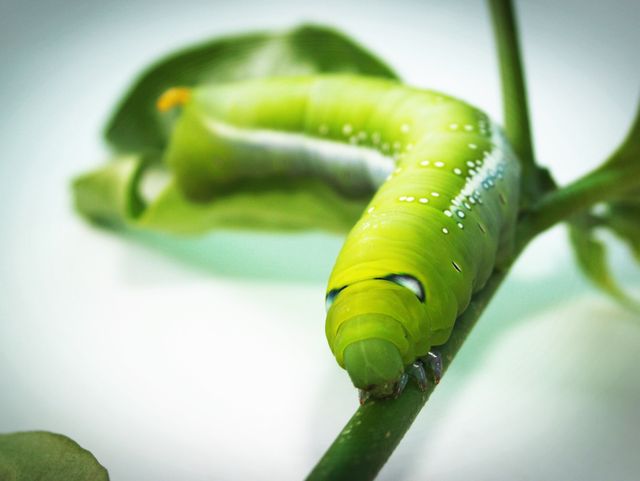 Close-up of vibrant green caterpillar crawling on a branch with a blurred background. Perfect for nature-focused publications, educational materials about insects, ecological research, or blogging about wildlife and entomology.