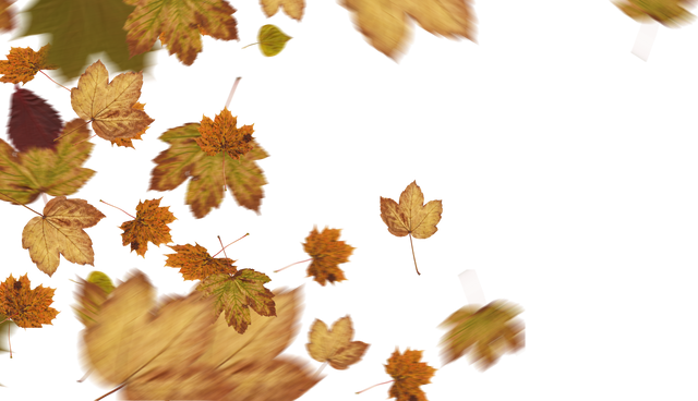 Autumn Leaves Falling Isolated on Transparent Background - Download Free Stock Videos Pikwizard.com