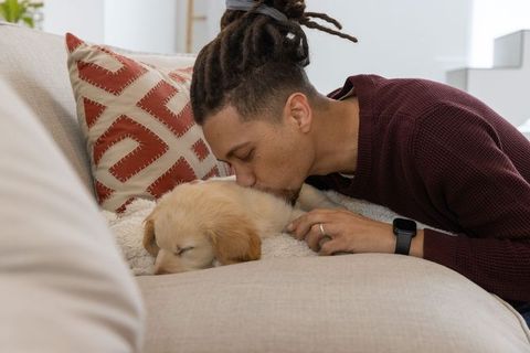 Man kissing sleeping golden retriever puppy on cozy couch showing tender bond